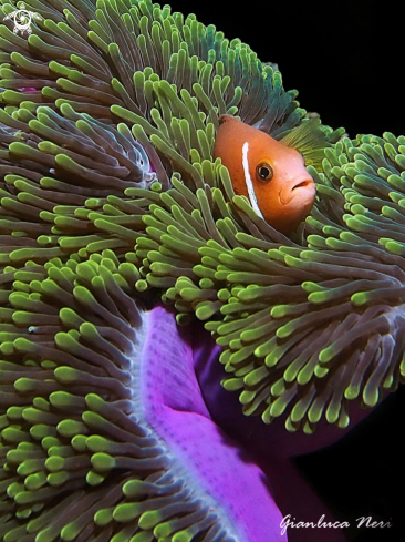 A Amphiprion nigripes | Clownfish