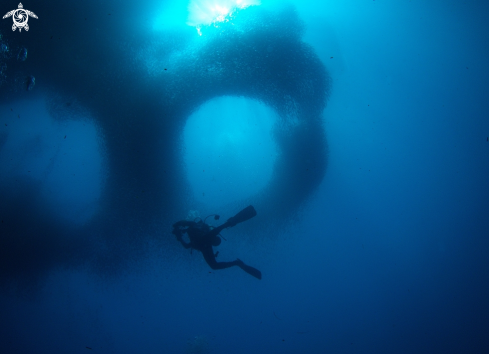 A Sardine  run