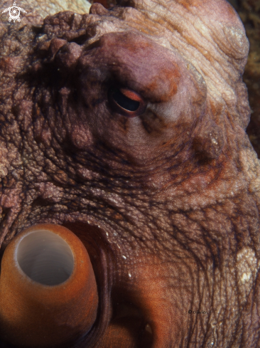 A Common reef octopus