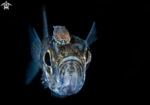 A Atherina boyeri e  Cymothoa exigua | Latterino e parassita