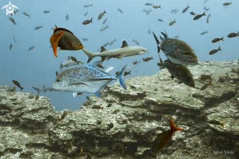 A Bluefin Trevallies and White Tip Sharks