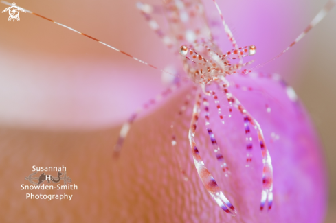 A Spotted cleaner shrimp