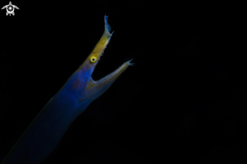 A The ribbon eel 