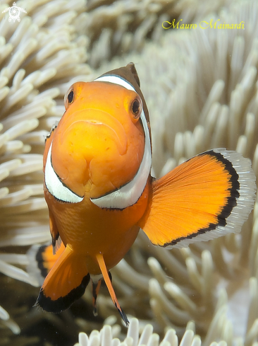 A clownfish.