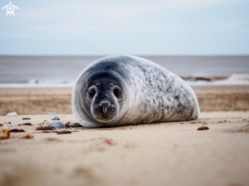 A Grey Seal (pup)