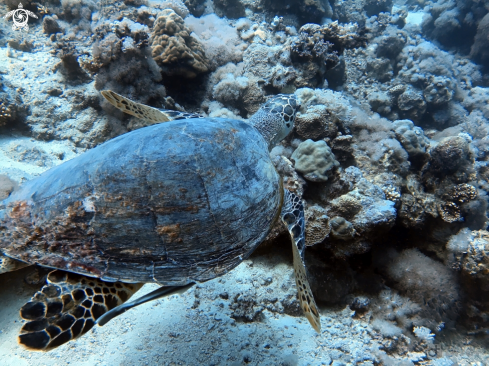 A Green sea turtle