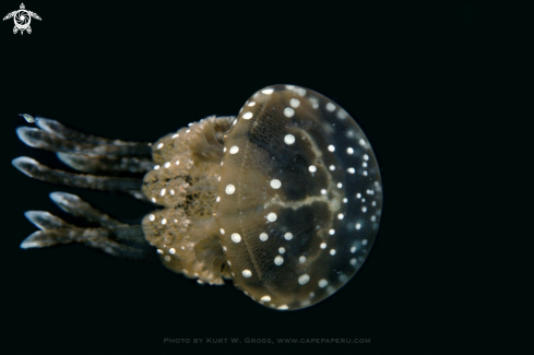 A Scyphozoa sp. | Jelly-fish