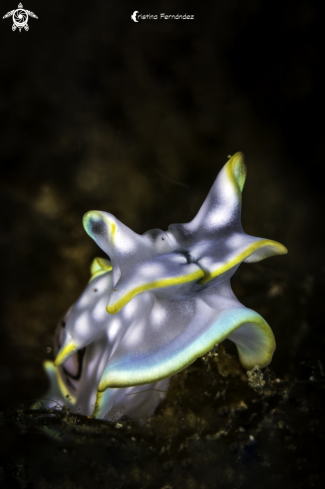 A Micromelo undatus | Nudibranch