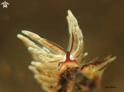 A Banteng Nudibranch