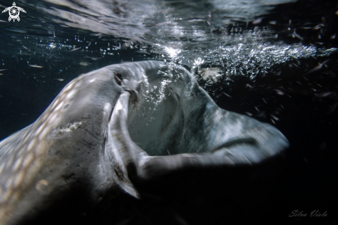 A Whale Shark