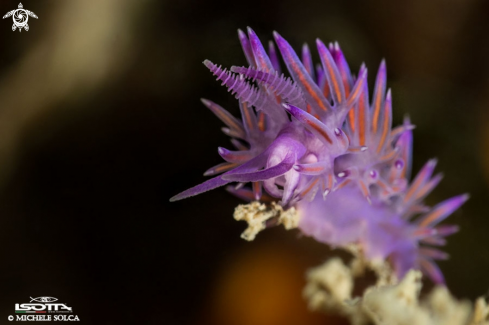 A Flabellina ischitana