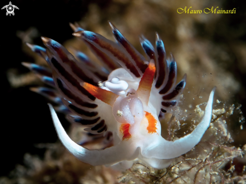 A Nudibranch