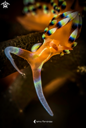 A Caloria indica | Nudibranch