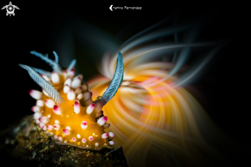 A Nudibranch