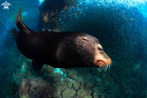 A Sea Lion