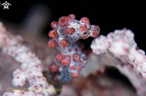 A Pigmy Seahorse