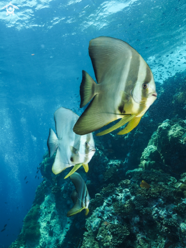 A Platax Teira | Batfish