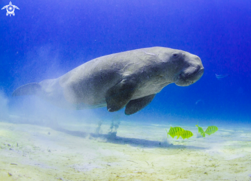 A Dugong