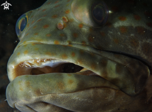 A Epinephelus coioides | Orange-spotted grouper