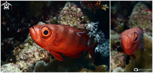 A Myripristinae | Blotchedeye soldierfish