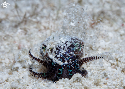 A Boptail Squid