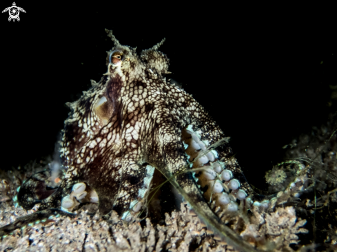 A Coconut octopus