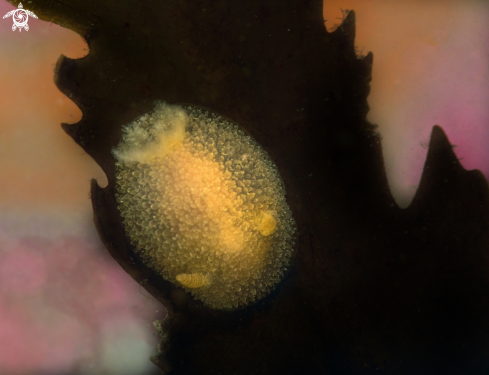 A Onchidoris muricata