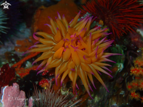 A cape town reef life