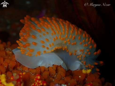 A cape town reef life