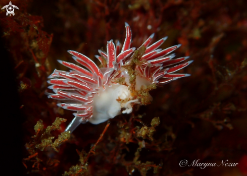 A cape town reef life