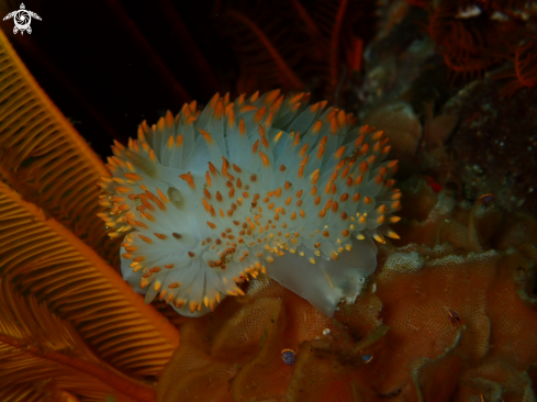 A cape town reef life