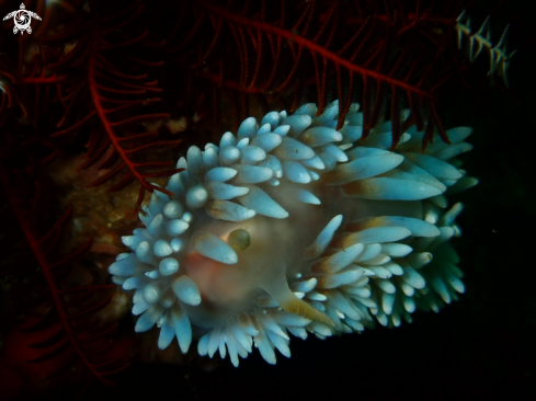 A Silvertip Nudibranch