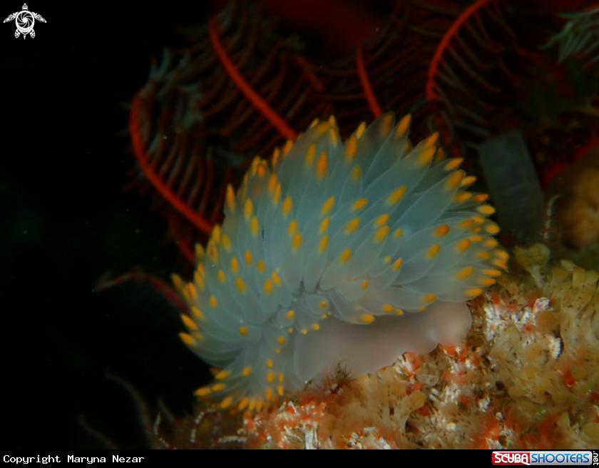 A Gasflame nudibranch