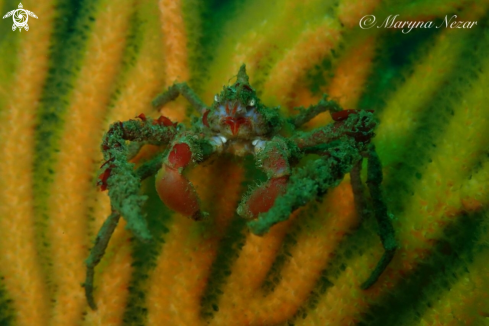 A Hot Lips Spider Crab