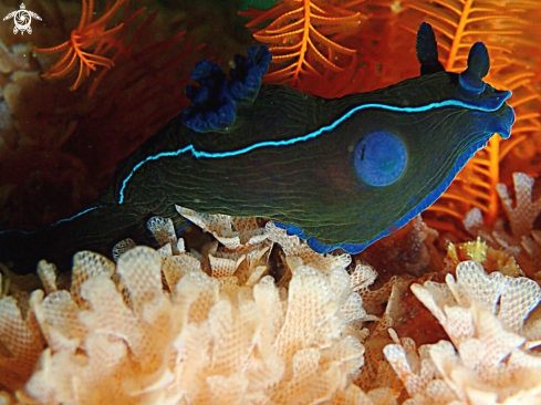 A BlackNudibranch