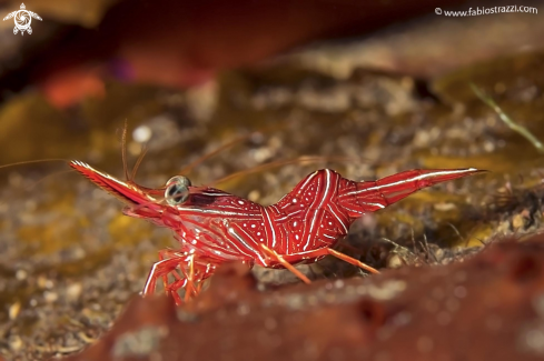 A Hingebeack shrimp | Cleaning shrimp