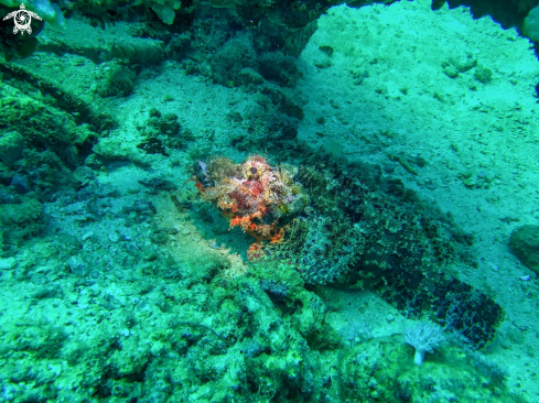 A scorpion fish