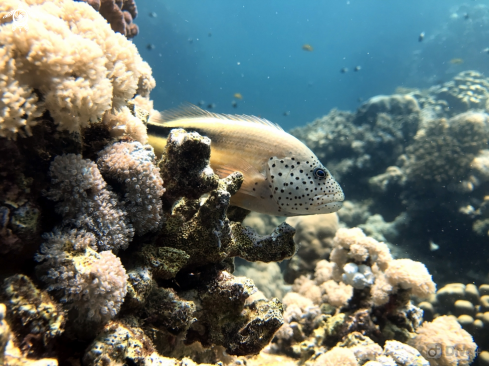 A freckled hawkfish