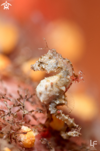 A Hippocampus pontohi | Pontoh's pygmy seahorse