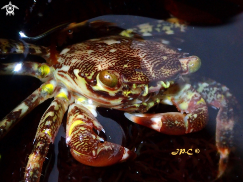 A Baby Pachygrapsus marmoratus | Crabe Marbré