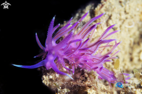 A Flabellina affinis | Flabellina affinis