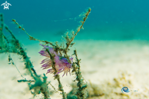 A Flabellina affinis | Flabellina affinis