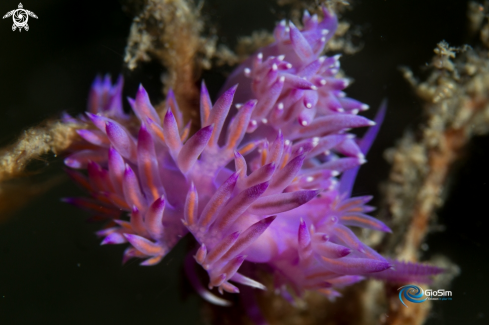 A Flabellina affinis | Flabellina affinis