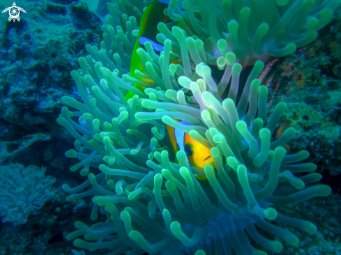 A anemone fish