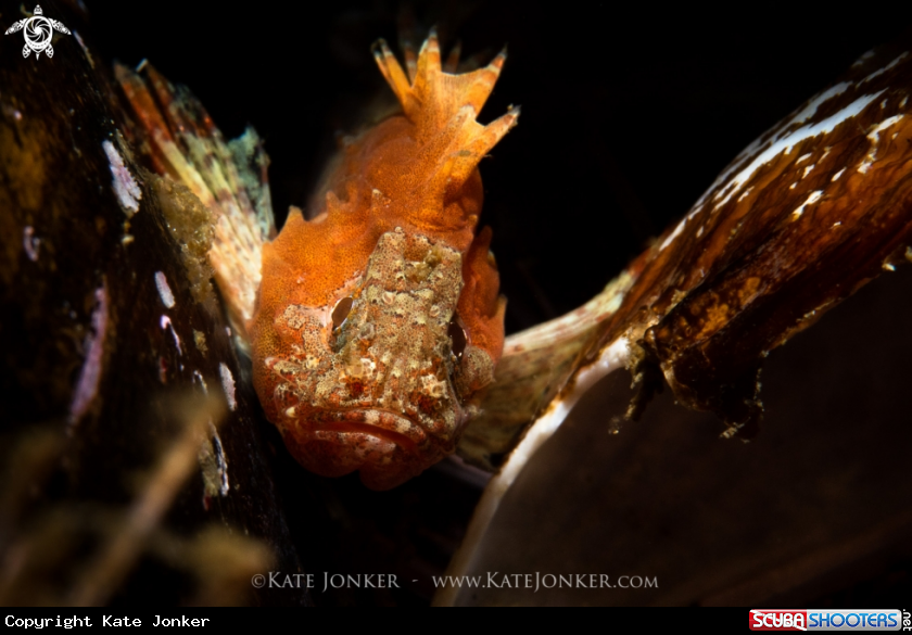 A Smoothskin Scorpion fish
