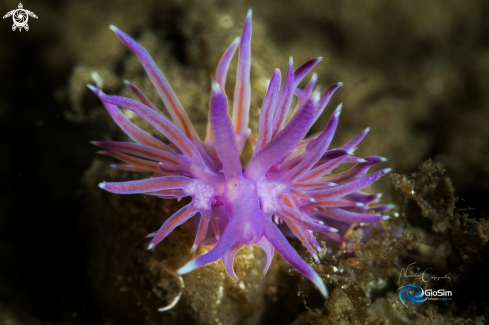 A Flabellina affinis