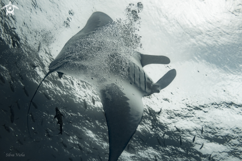 A Mobula birostris | Giant Oceanic Manta 