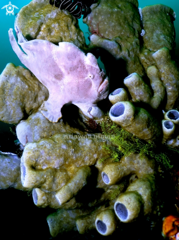 A frog fish