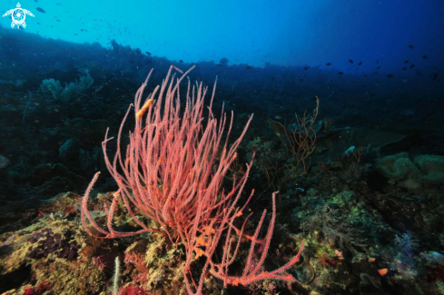 A soft corals