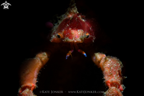 A Hotlips Spider Crab